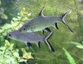 Live Tropical Freshwater Bala Shark (Balantiocheilos melanopterus)