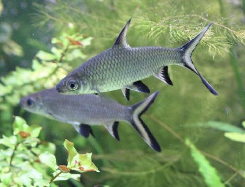 Live Tropical Freshwater Bala Shark (Balantiocheilos melanopterus)