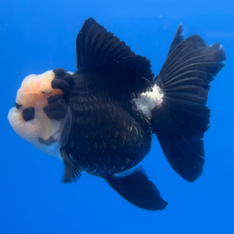 Thai Oranda Panda 3” Body Female(CK-1217)R1A09