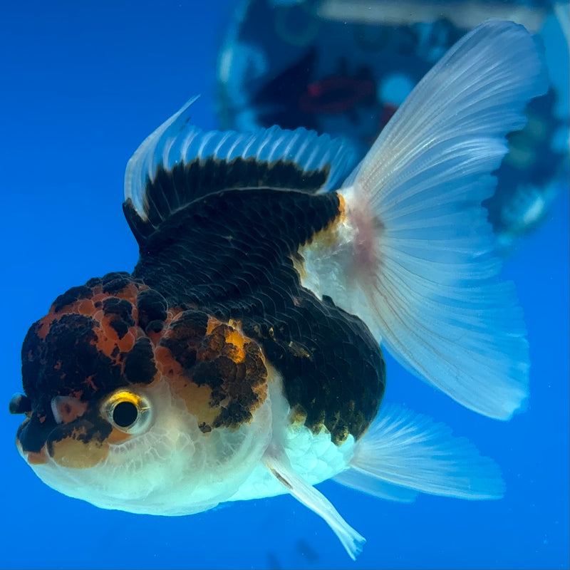 Thai Oranda Tri-Color 2.5" Female (CK-1524)R3B16
