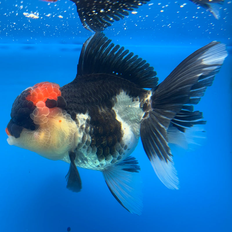 Thai Oranda Tri-Color 3.5” Body Female(CK-913)R1BLUETUB4