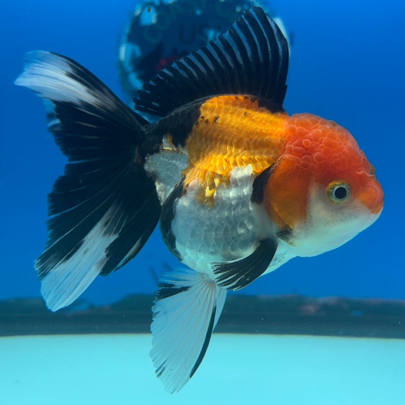 Thai Oranda Apache 3.5” Body Female(CK-916)R1BLUETUB4