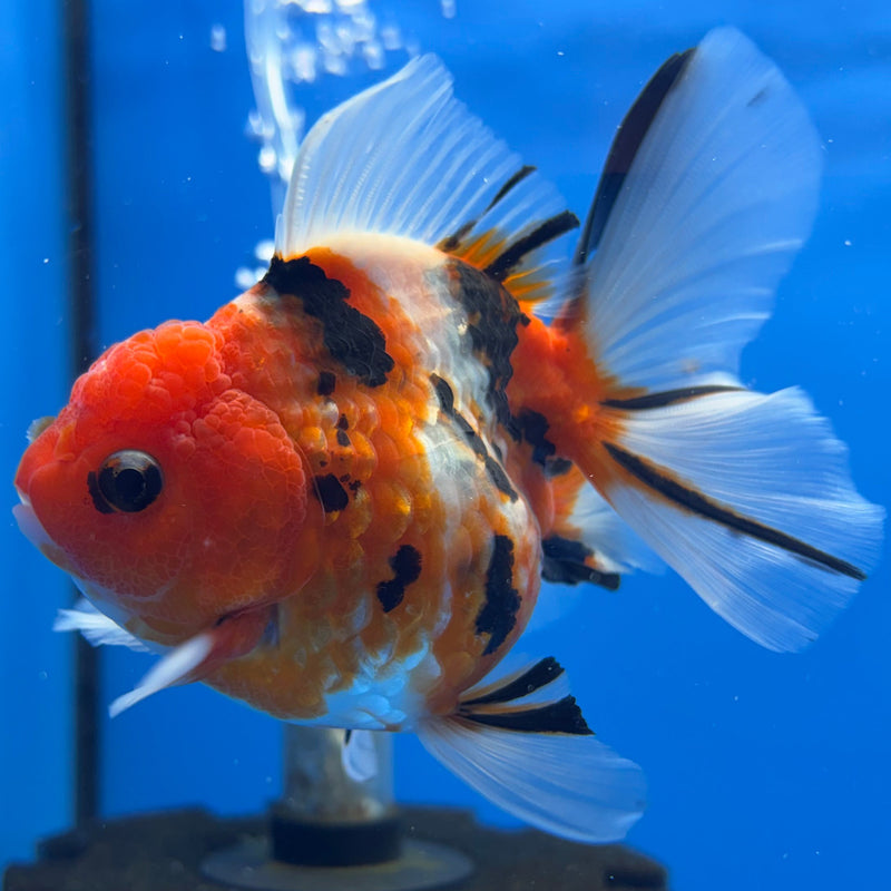 Thai Oranda Tri-Color Tiger Calico 3” Body Female(CK-622)R1B02
