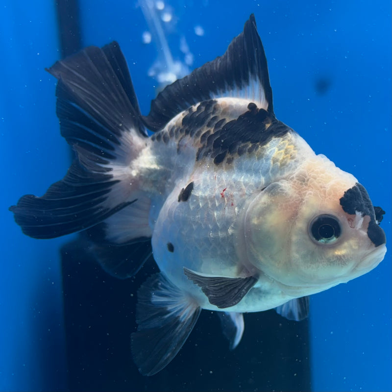 Thai Oranda Panda 3” Body Male(CK-1410)R1B09