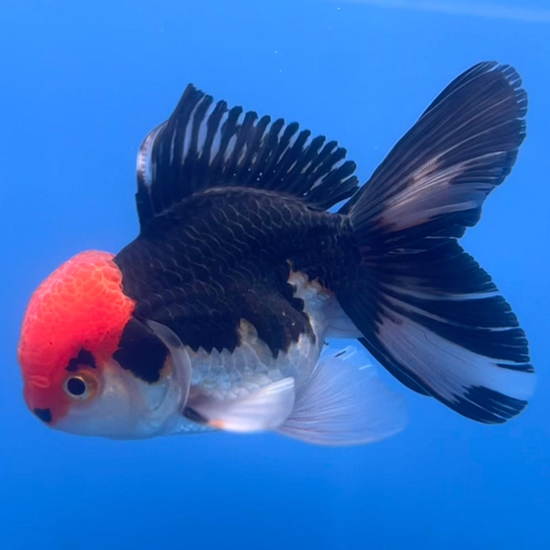 Thai Oranda Tri-Color 2.5” Body Male(CK-670)R1B08