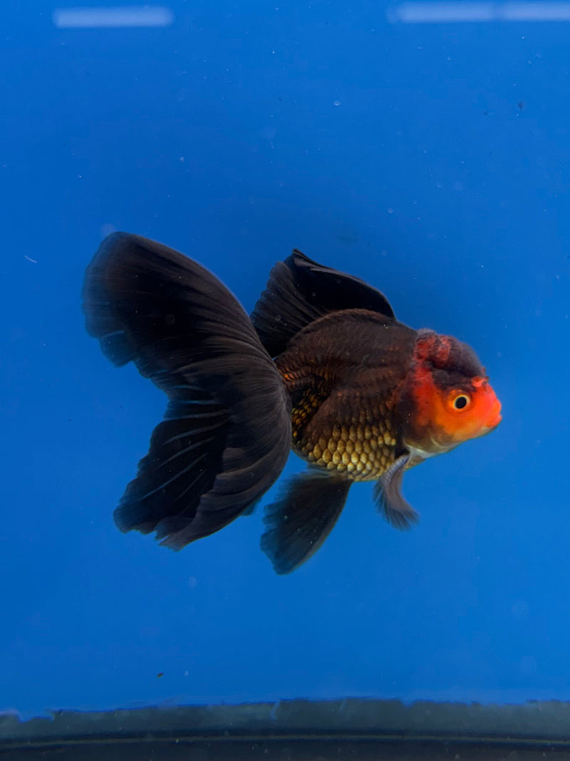Thai Oranda Apache 2.5” Male (FEB-313)R3B08