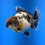 (KP-258) SHOGUN 2.5'' Calico Oranda (TUB15)