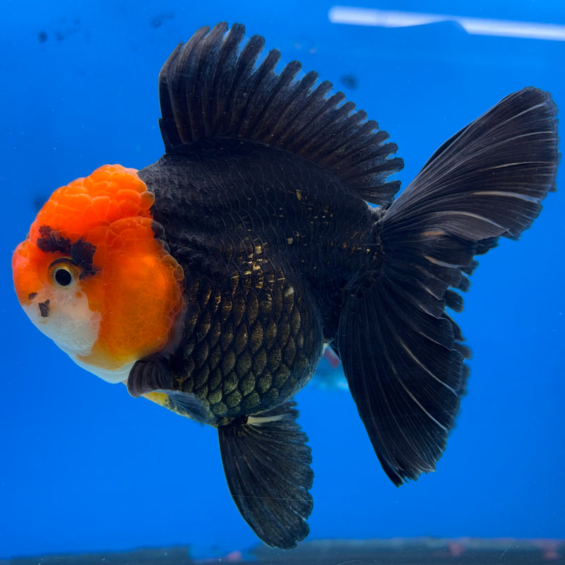 Thai Oranda Apache 3.5" Female(CK-1536)R2A06