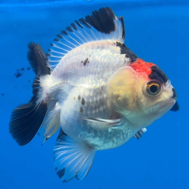 Thai Oranda NOK Tri-Color 2.5” Body Male(NOK-CK-1186)R3B15