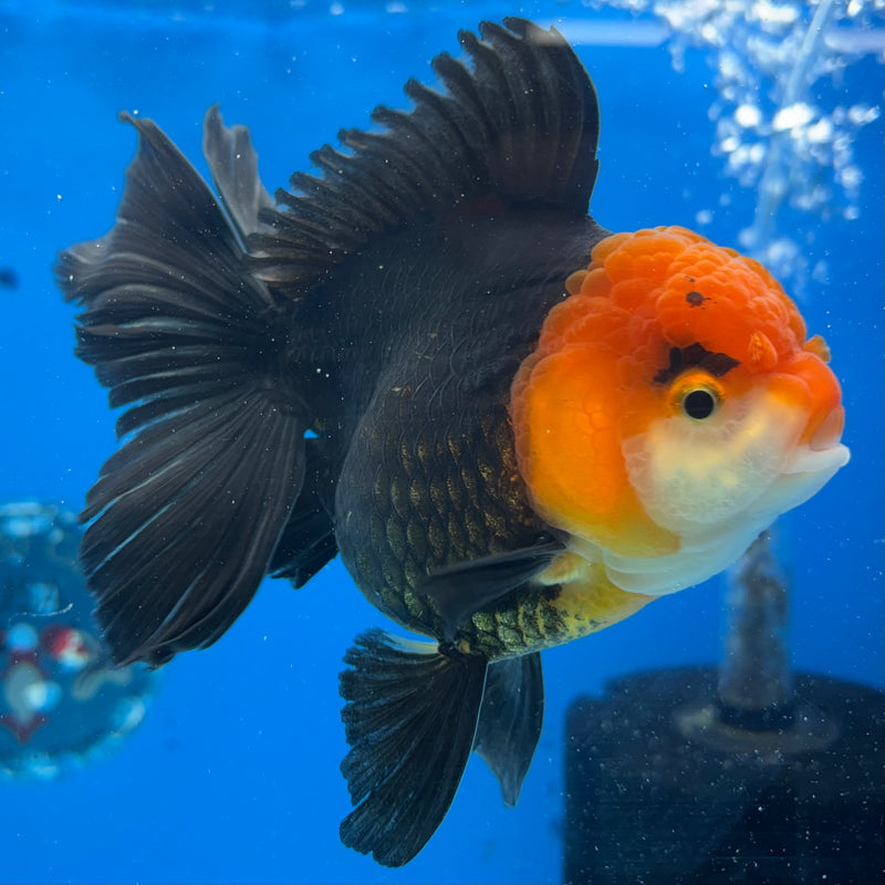 Thai Oranda Apache 3.5" Female(CK-1536)R2A06