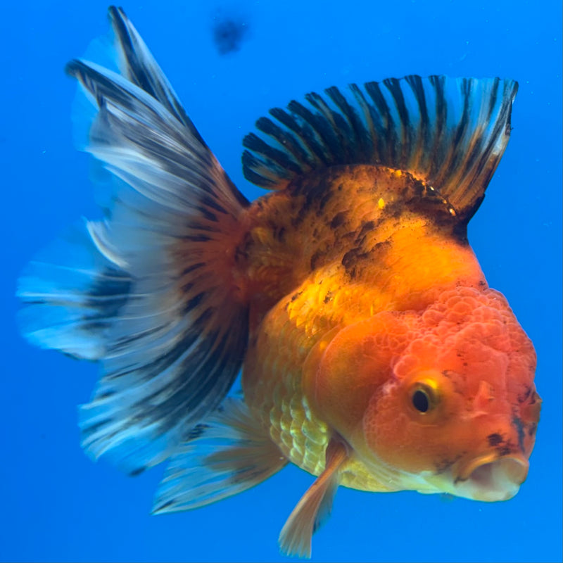 Thai Oranda Apache 3.5” Body Female(CK-1480)R2B16