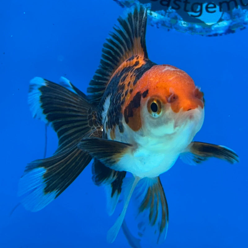 Thai Tri-Color Oranda 2”Body Female (JCD-170)R3B17