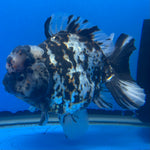 Thai Oranda Tri-Color Tiger 4" Male(NKT-CK-1576)BLUETUB-B