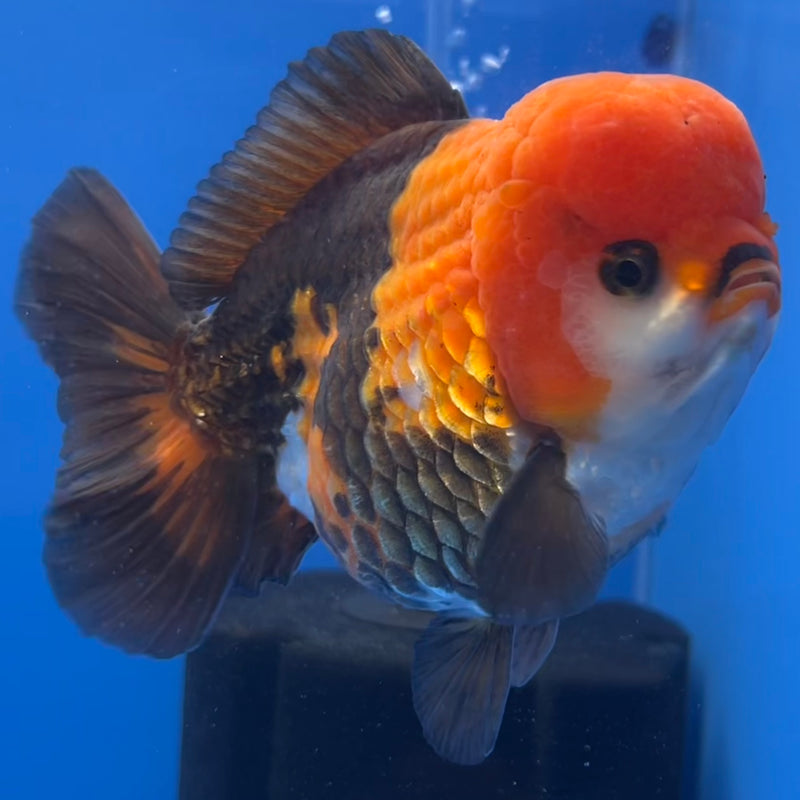 Thai Premium Oranda Yuanbao Apache 4” Body Male(CK-760)R1BlueTub4
