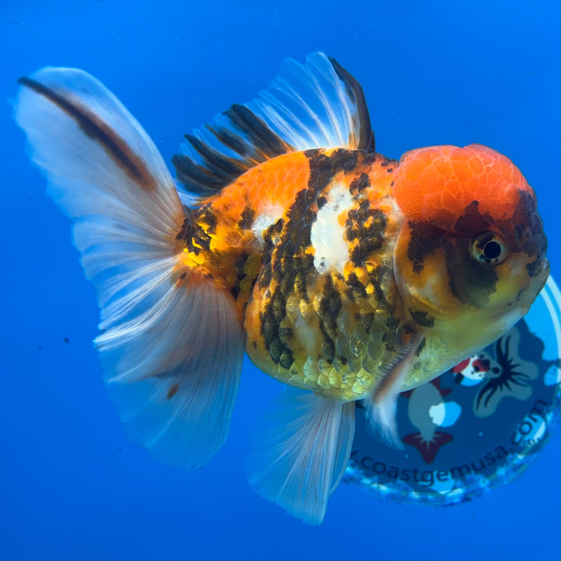 Thai Oranda Tri-Color Calico Tiger 4” Body Male(CK-1361)SHOWTANK2