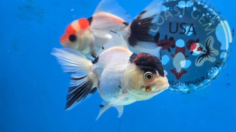 Thai Tri Color Orchid Tail Medium Breed Female 2.50 inch Body (NNN-3005)R3B18