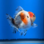 (KP-256) SHOGUN 2.5'' Calico Oranda (TUB15)