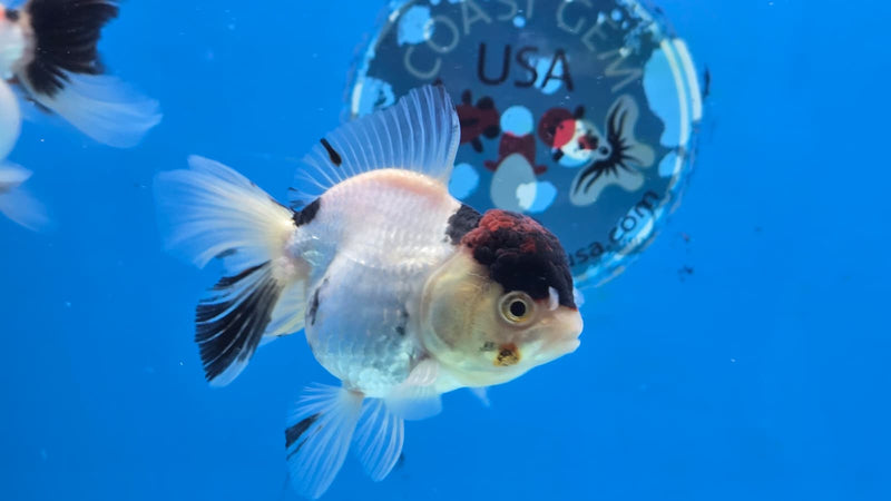 Thai Tri Color Orchid Tail Medium Breed Female 2.50 inch Body (NNN-3005)R3B18