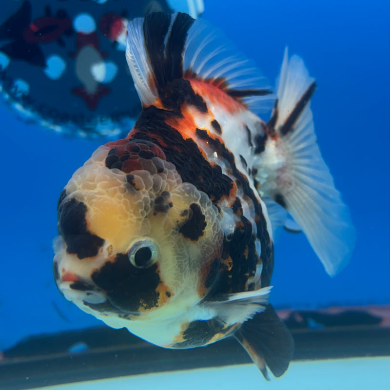 Thai Oranda Tri-Color Calico Tiger 4” Body Male(CK-835)R3A16