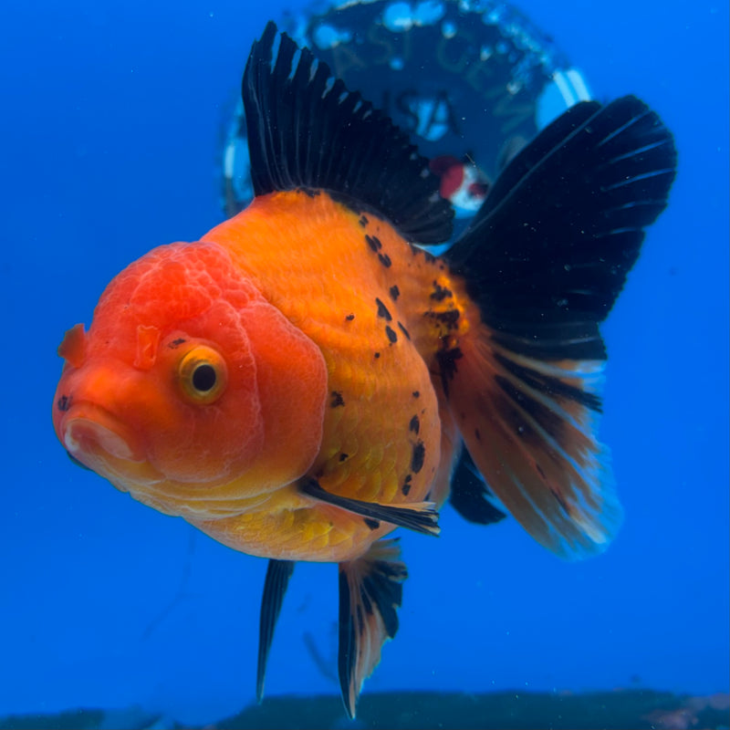 Thai Oranda Apache 4” Body Female(CK-1195)SHOWTANK