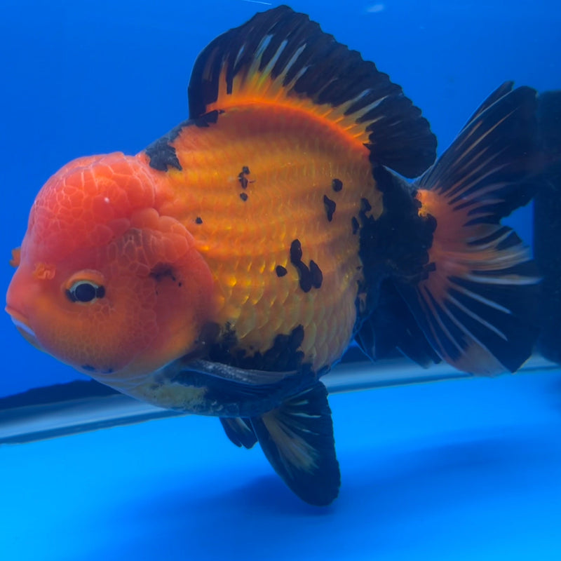 Thai Oranda JUMBO Apache 6” Body Male(CRP-CK-647)R1BLUETUB2
