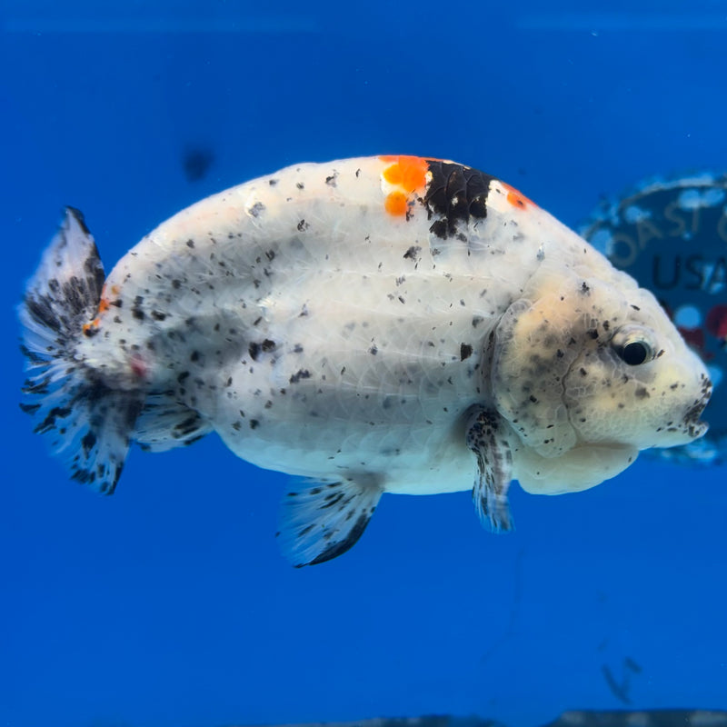 Thai Ranchu Tri-Color Calico 4.5” Body Male(CK-1441)BLUETUB2
