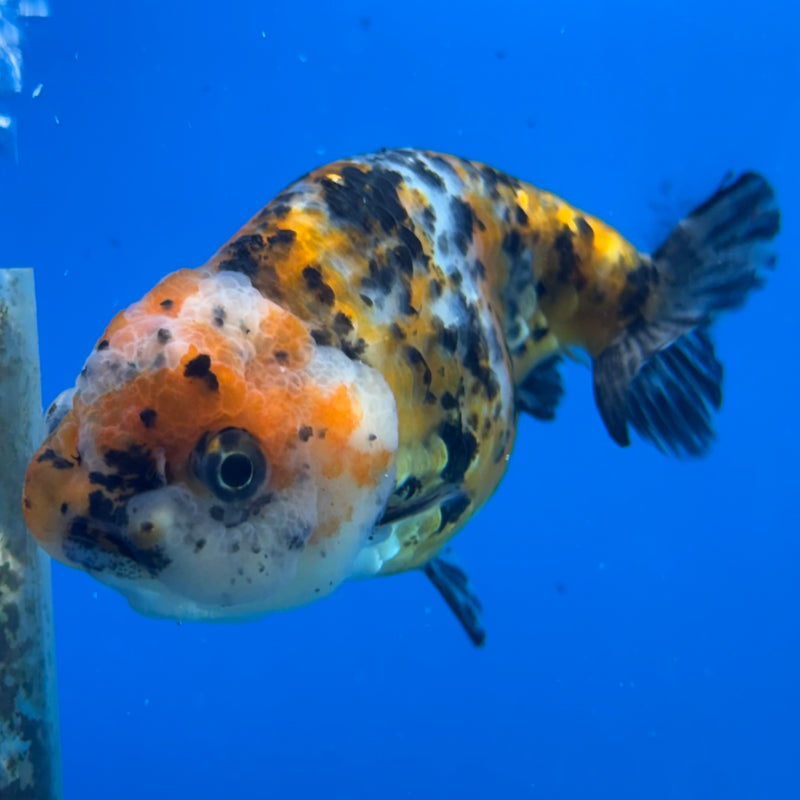 Thai Ranchu Calico 3” Body Female(CK-1387)R1A09