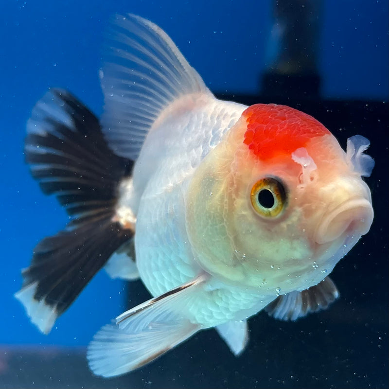Thai Oranda Tri-Color 2.5" Female (CK-1521)R3B16