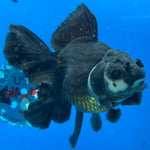 Thai Oranda JUMBO Panda 4” Body Female(CK-1553)BLUETUB-A