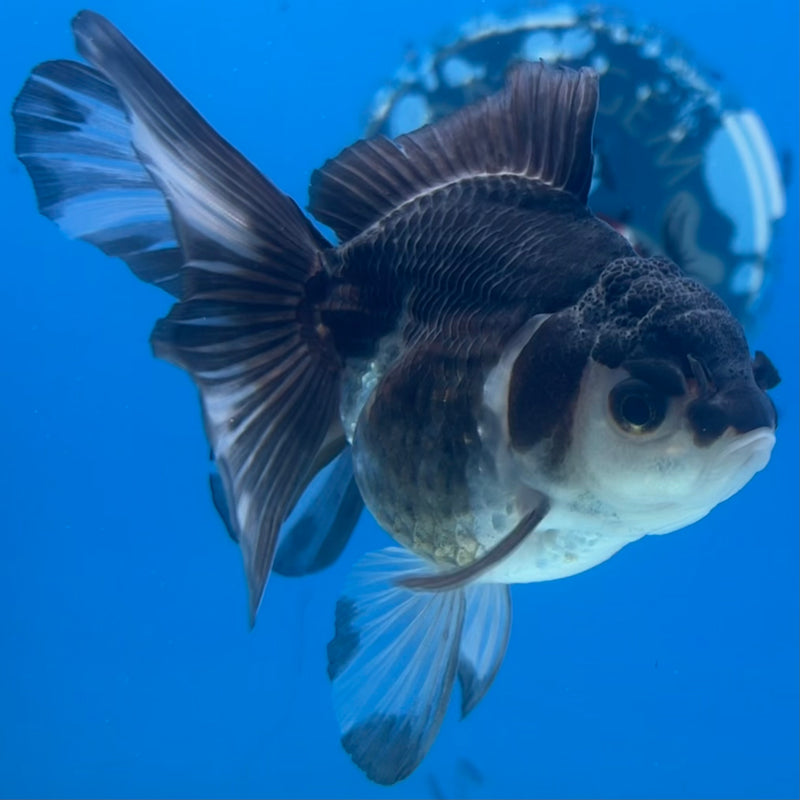 Thai Oranda Panda 2.5” Body Male(CK-1424)R3B19