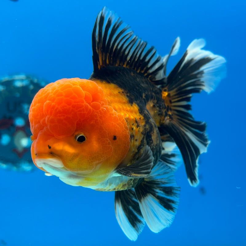 Thai Oranda Apache 3.5” Body Male(QGF-CK-1072)SHOWTANK