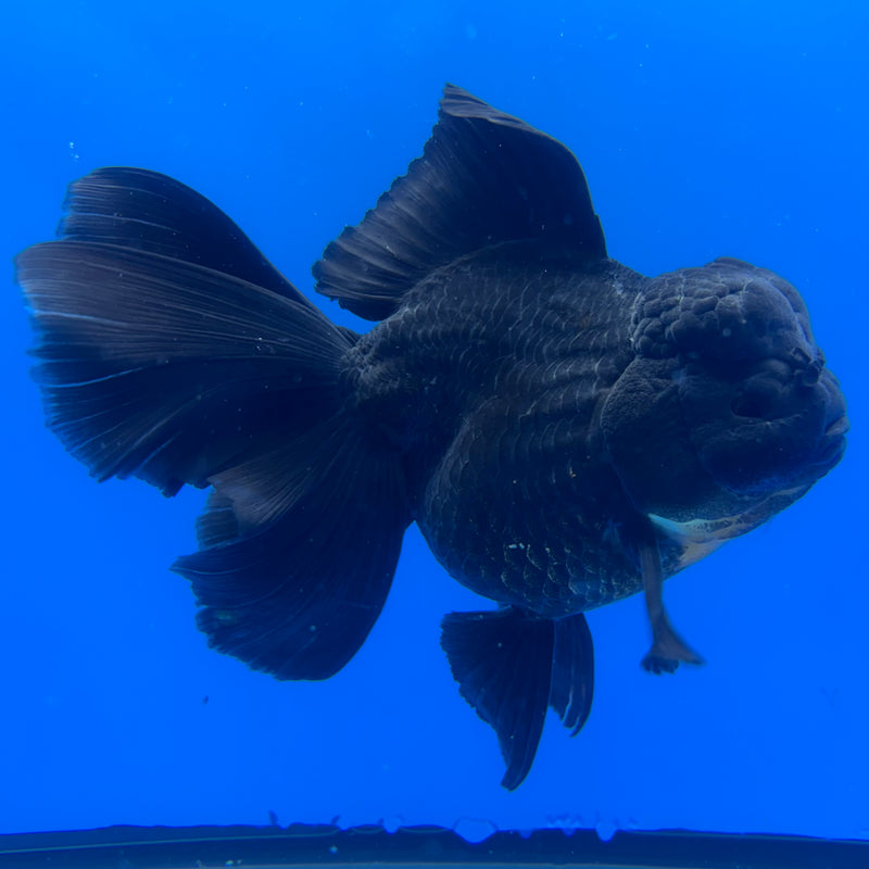 Thai Oranda Full Black 3.5” Body Male(CK-1455)SHOWTANK2