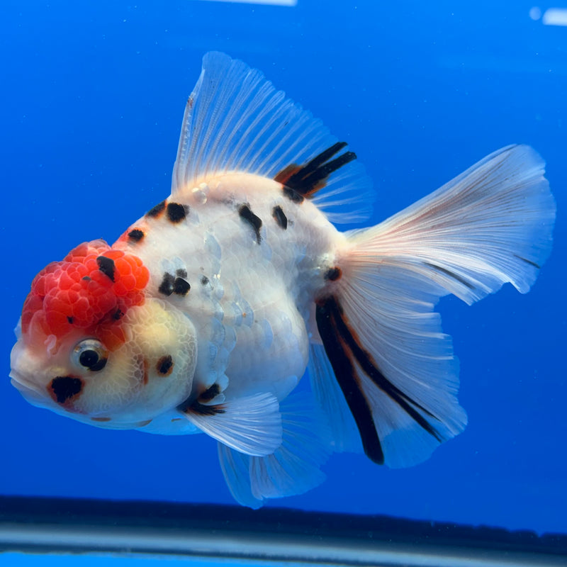 Thai Oranda Tri-Color Calico Tiger 3.5” Body Male(CK-714)R1A06