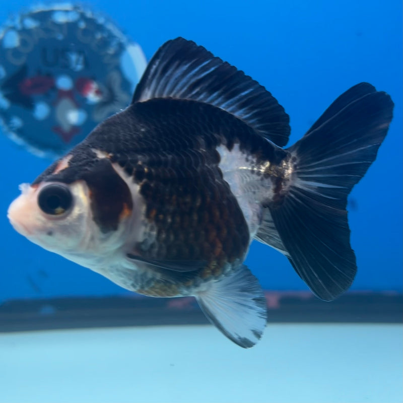 Thai Oranda Panda/Tri-Color 3” Body Male(CK-1429)R3B18