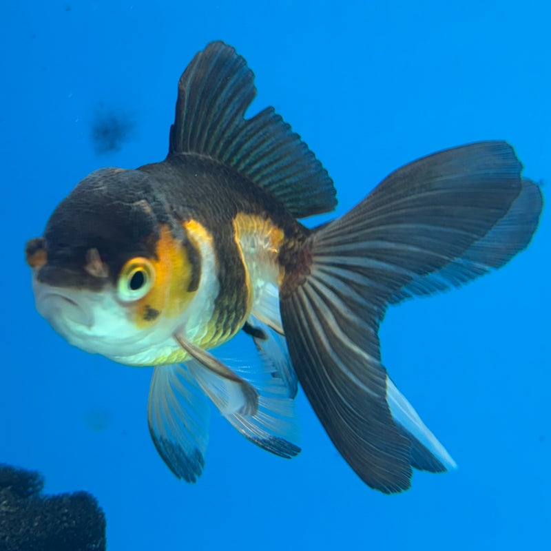 Thai Oranda Tri-Color/Apache 2” Body Female(CK-1137)R3A14