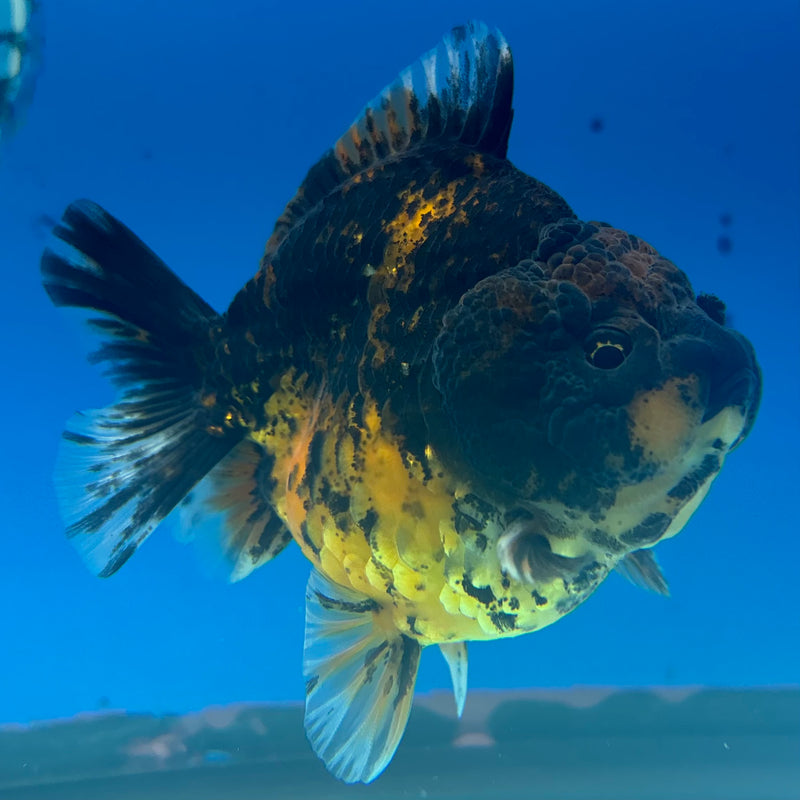 Thai Oranda SHOGUN 3” Body Male(CK-1143)R3A15
