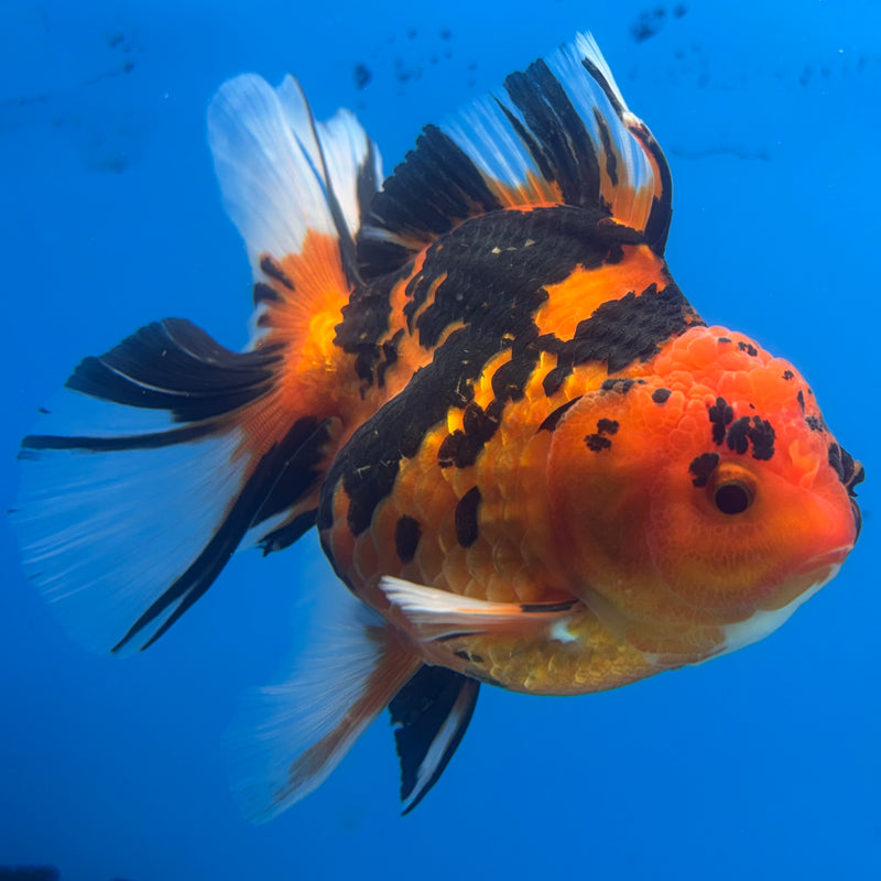 Thai Oranda Tiger Calico 3” Body Female(BIN-CK-1055)SHOWTANK2