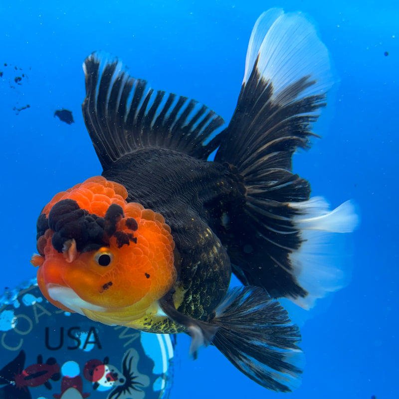 Thai Oranda Apache 3.5" Female(CK-1531)R2A05