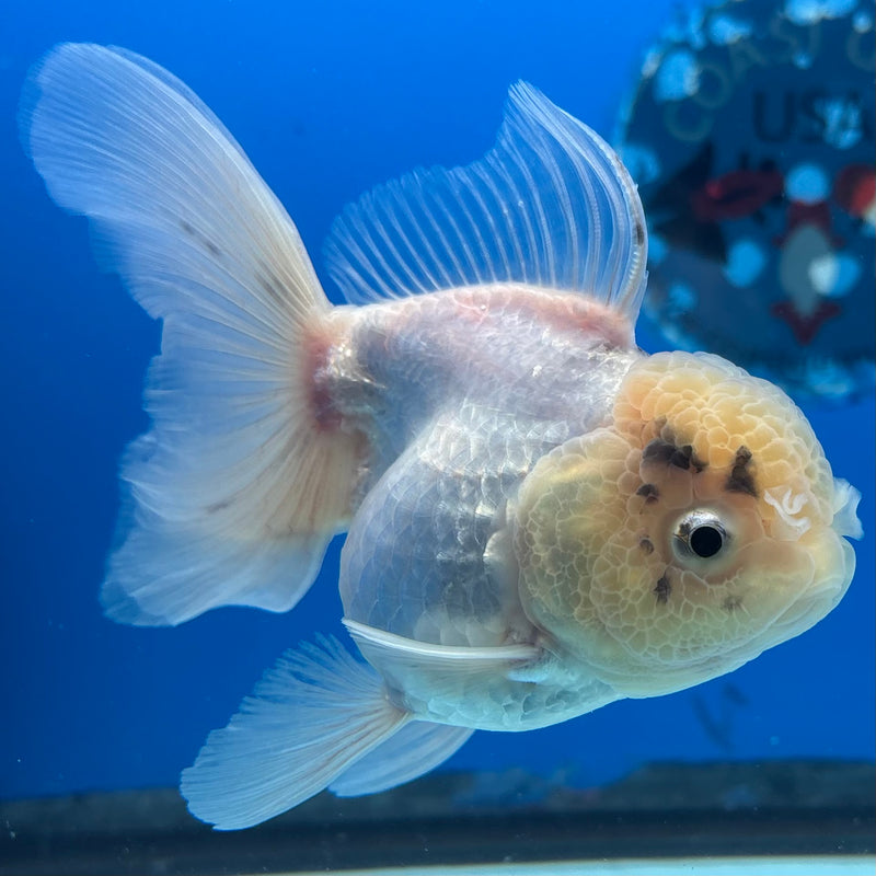 Thai Oranda White/Panda 3” Body Female(CK-984)R3B08