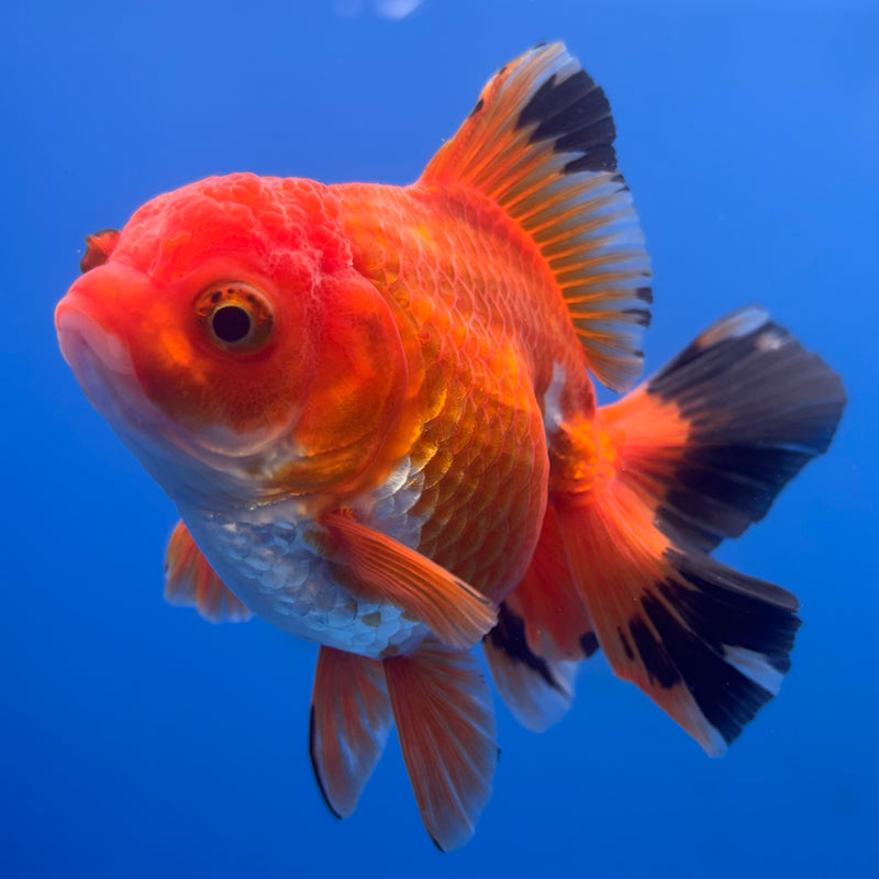 Thai Oranda Apache 3” Body Male(CK-702)R1A05