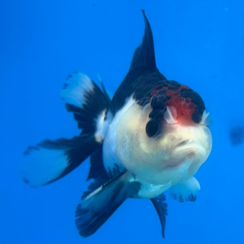 Thai Oranda Tri-Color 2.5" Male (CK-1523)R3B16