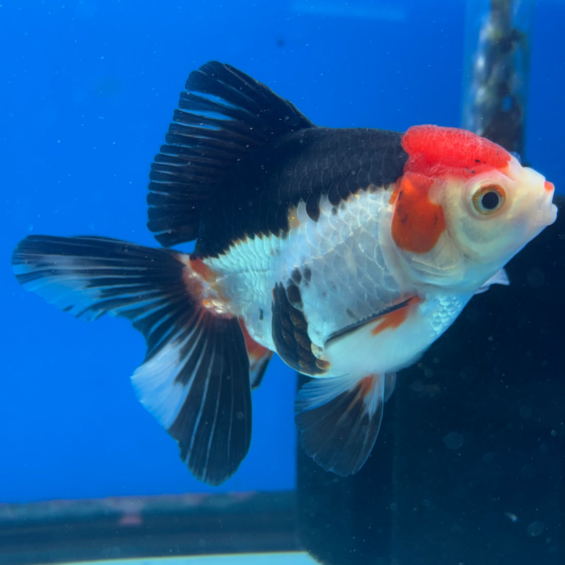 Thai Oranda Tri-Color 3” Male(CK-1621)R1A02