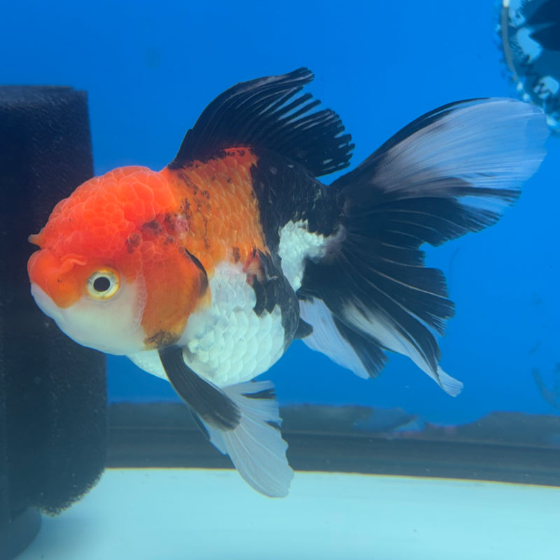 Thai Oranda Apache 3.5” Body Female(CK-916)R1BLUETUB4