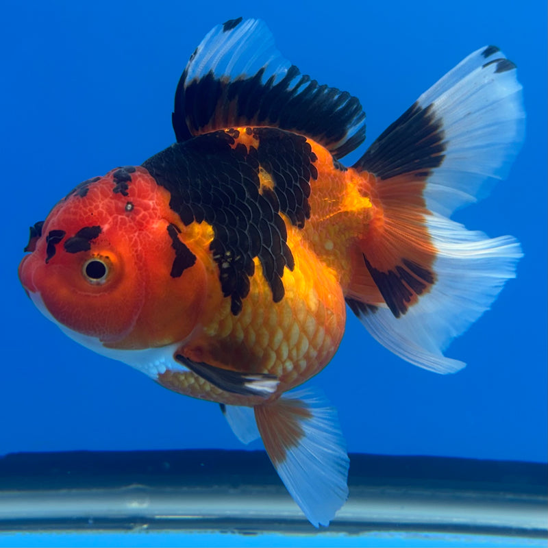 Thai Oranda Apache 3” Body Female(CK-699)R1B07