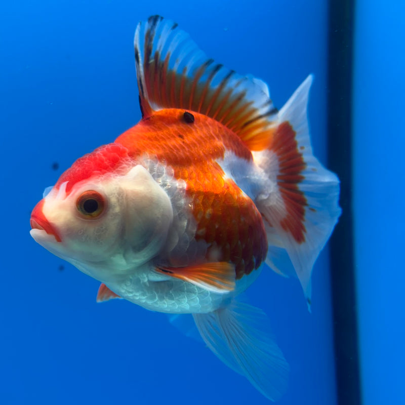 Thai Oranda Tri-Color 3” Body Female(CK-1200)SHOWTANK