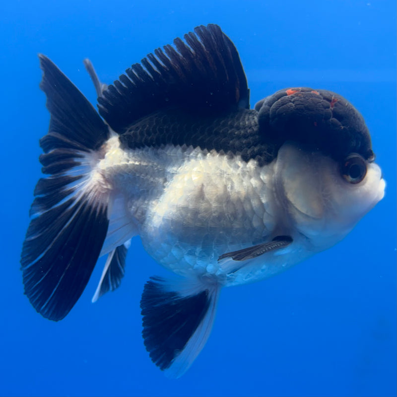 Thai Oranda Panda 3” Body Male(CK-789)R1A11