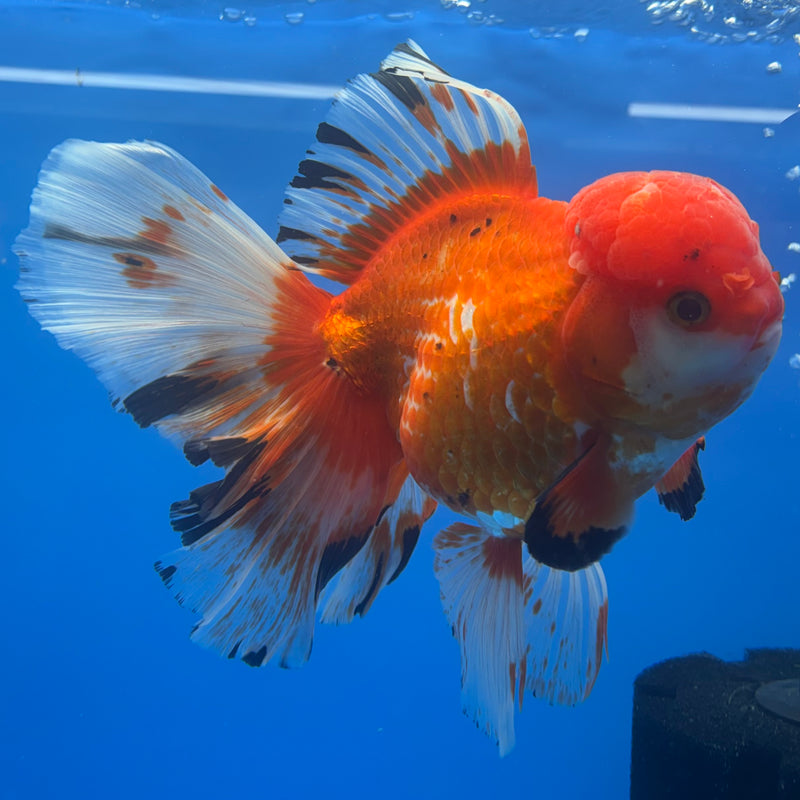 Thai Oranda JUMBO Tri-Color Orchid Tail 5” Body Female(QGF-CK-1316)BLUETUB1