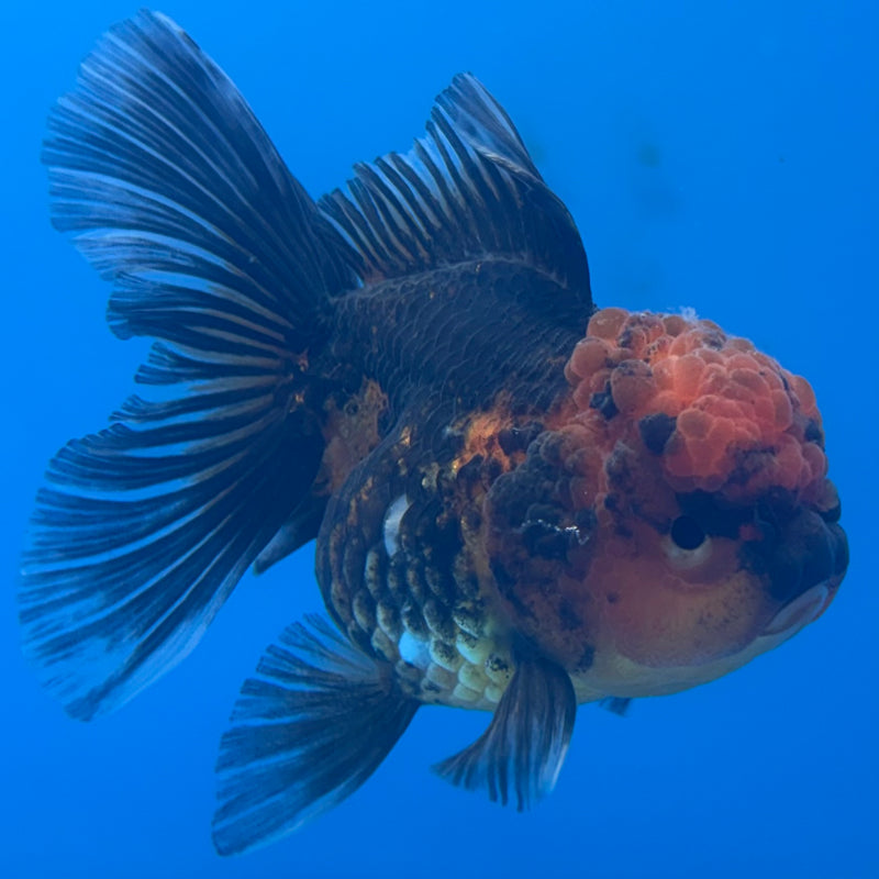 Thai Oranda Apache 3” Body Female(CK-706)R1A05