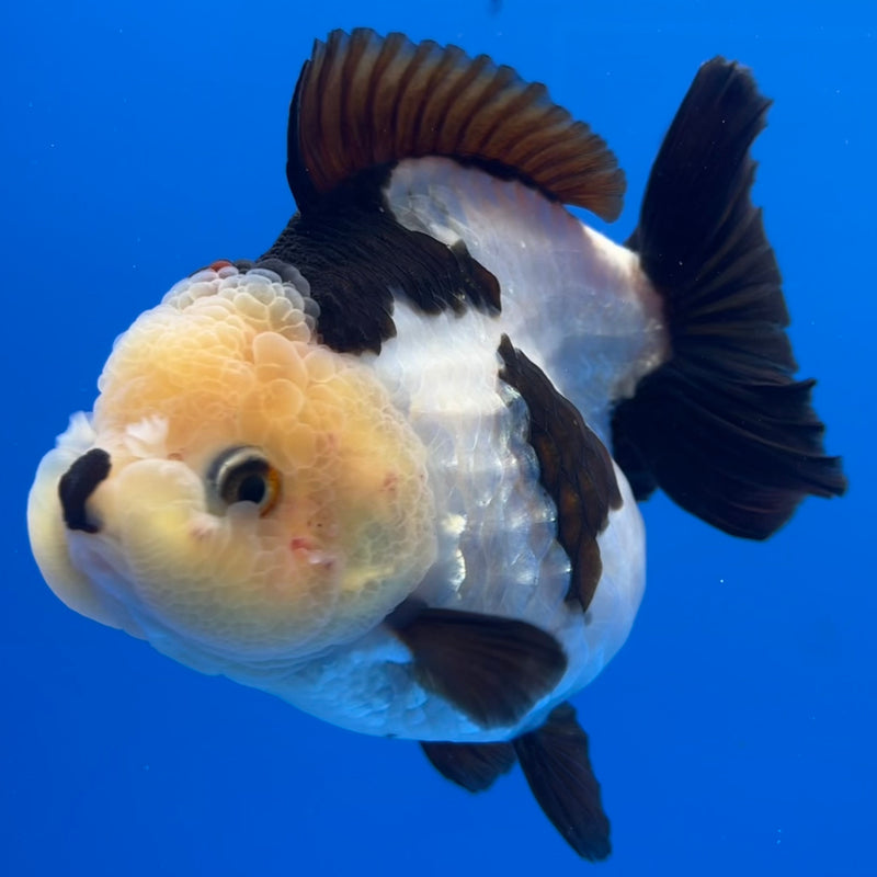 Thai Premium Oranda Yuanbao Lemon Head Panda 4” Body Female(CK-752)R1BlueTub4
