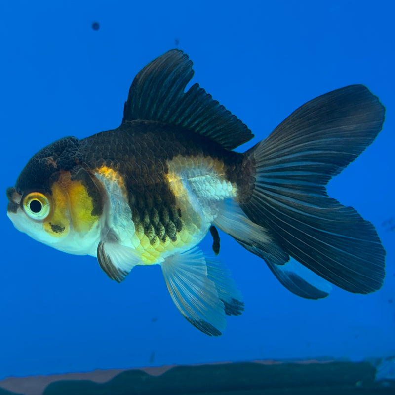 Thai Oranda Tri-Color/Apache 2” Body Female(CK-1137)R3A14